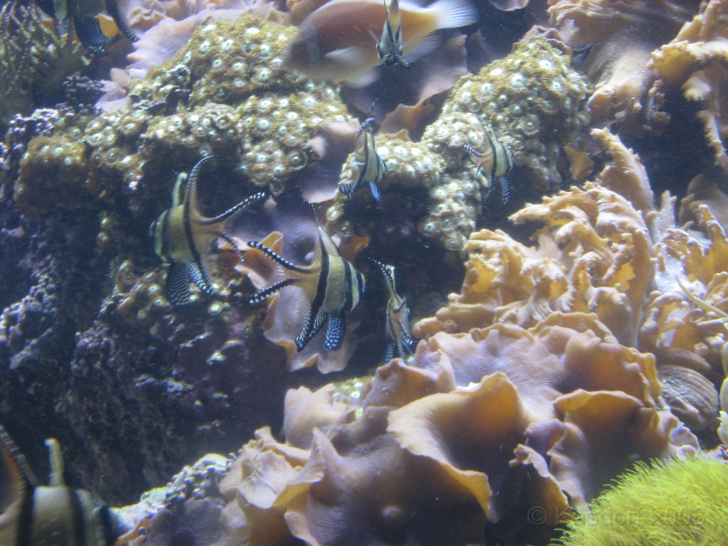 Baltimore MD 2009 1720.jpg - A 4th of July trip to Washington DC in 2009 included a stop in Baltimore MD to see the National Aquarium.